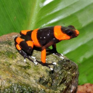 Dart Frog, O. lehmanni "Red" (Oophaga lehmanni) CITES 2024 CB