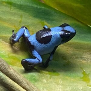 Dart Frog, O. histrionica "Blue" (Oophaga histrionica) CITES 2024 CB