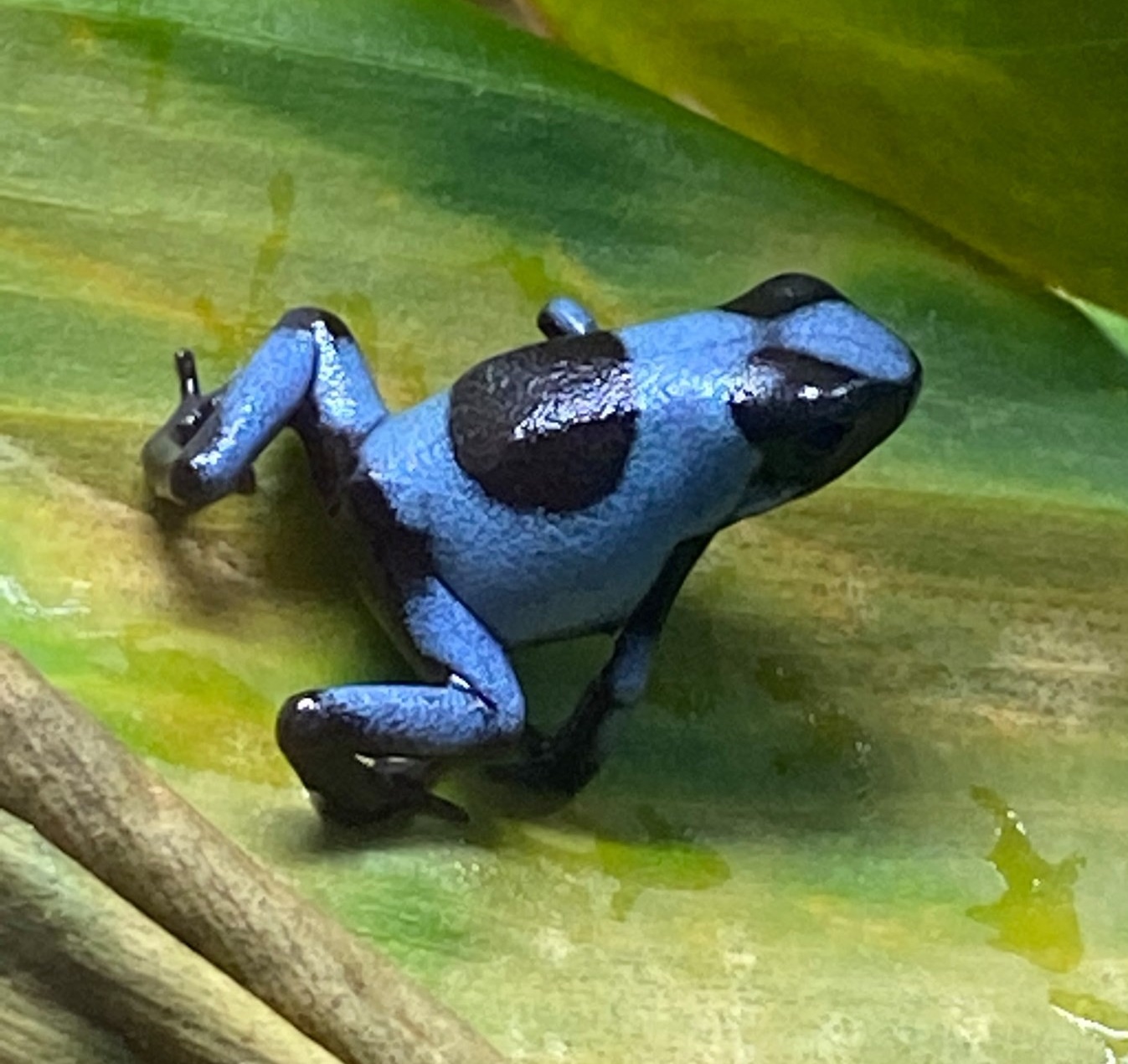 Dart Frog, O. histrionica "Blue" (Oophaga histrionica) CITES 2024 CB