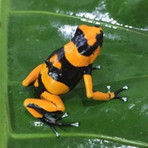 Dart Frog, O. lehmanni “Orange” (Oophaga lehmanni) CITES 2024 CB (FEMALE)