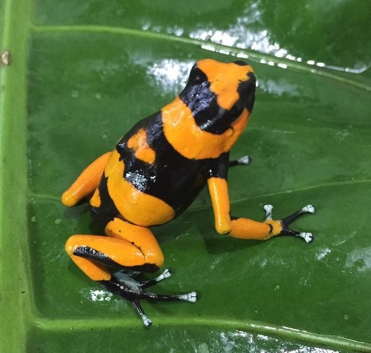 Dart Frog, O. lehmanni “Orange” (Oophaga lehmanni) CITES 2024 CB (FEMALE)