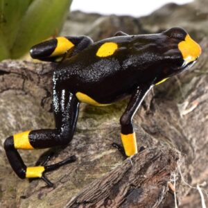 Dart Frog, O. histrionica "Bullseye Cream/ Yellow" (Oophaga histrionica) CITES 2024 CB