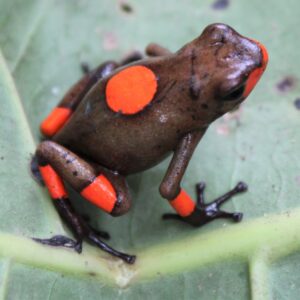 Dart Frog, O. histrionica "Bullseye Brown/ Orange" (Oophaga histrionica) CITES 2024 CB