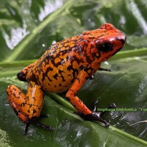 Dart Frog, O. histrionica "Fuego" (Oophaga histrionica) CITES 2024 CB