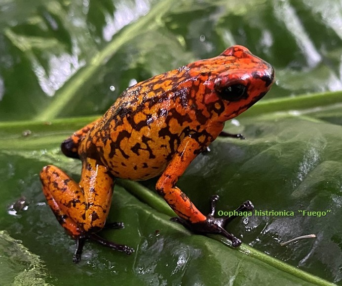 Dart Frog, O. histrionica "Fuego" (Oophaga histrionica) CITES 2024 CB