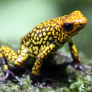 Dart Frog, O. histrionica "Red Head Small" (Oophaga histrionica) CITES 2024 CB