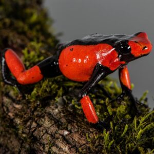 Dart Frog, O. histrionica "Red & Black Saddleback" (Oophaga histrionica) CITES 2024 CB