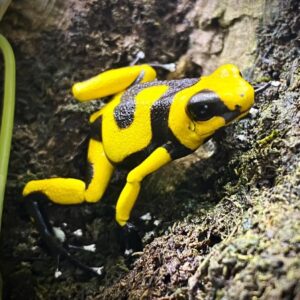 Dart Frog, O. lehmanni "Yellow" (Oophaga lehmanni) CITES 2024 CB