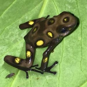 Dart Frog, O. histrionica "Yellow and Brown" (Oophaga histrionica) CITES 2024 CB
