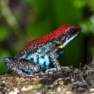 Dart Frog, Amereega bilinguis CITES 2024 CB