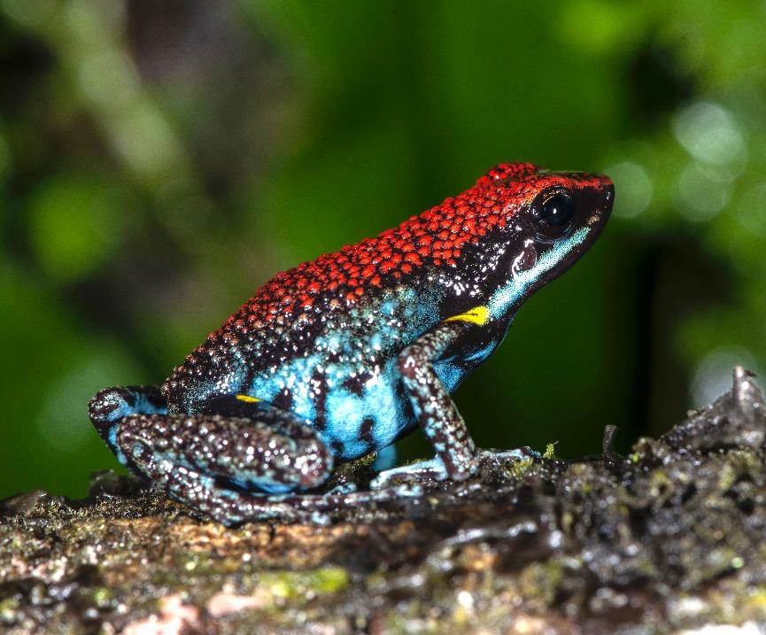 Dart Frog, Amereega bilinguis CITES 2024 CB