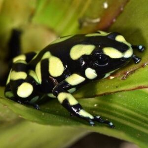 Dart Frog, D. auratus "Yellow" (Dendrobates auratus) CITES 2024 CB