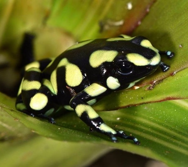 Dart Frog, D. auratus "Yellow" (Dendrobates auratus) CITES 2024 CB