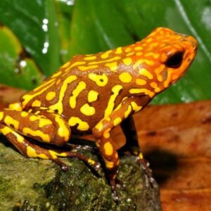 Dart Frog, O. histrionica "Red Head Large" (Oophaga histrionica) CITES 2024 CB
