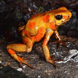 Dart Frog, O. histrionica "Tado" (Oophaga histrionica) CITES 2024 CB
