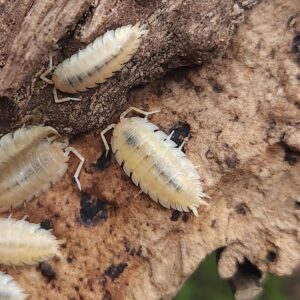 Yellow Snow Isopods (Porcellio scaber), 10 Count