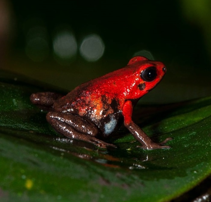 Dart Frog, A. daleswansoni (Andinobates daleswansoni) CITES 2023 CB PAIR