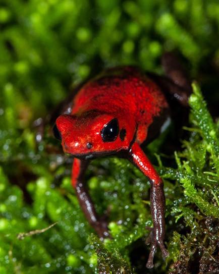 Dart Frog, A. daleswansoni (Andinobates daleswansoni) CITES 2023 CB PAIR - Image 2