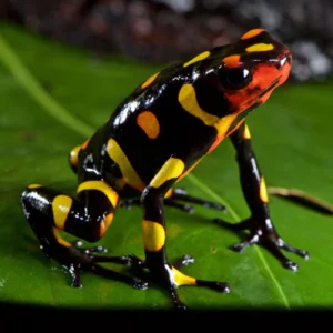 Dart Frog, O. histrionica "Pacasi" (Oophaga histrionica) CITES 2024 CB