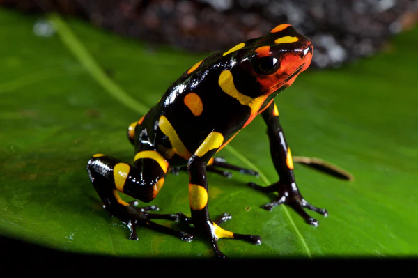 Dart Frog, O. histrionica "Pacasi" (Oophaga histrionica) CITES 2024 CB