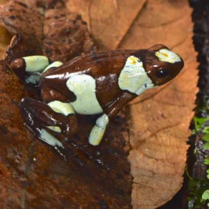 Dart Frog, O. histrionica "Atrato" (Oophaga histrionica) CITES 2024 CB