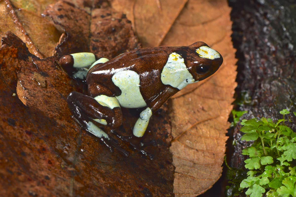 Dart Frog, O. histrionica "Atrato" (Oophaga histrionica) CITES 2024 CB