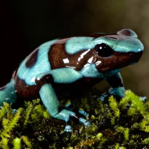 Dart Frog, D. auratus "Blue and Green" (Dendrobates auratus) CITES 2024 CB