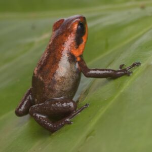 Dart Frog, A. daleswansoni (Andinobates daleswansoni) CITES 2024 CB Unsexed