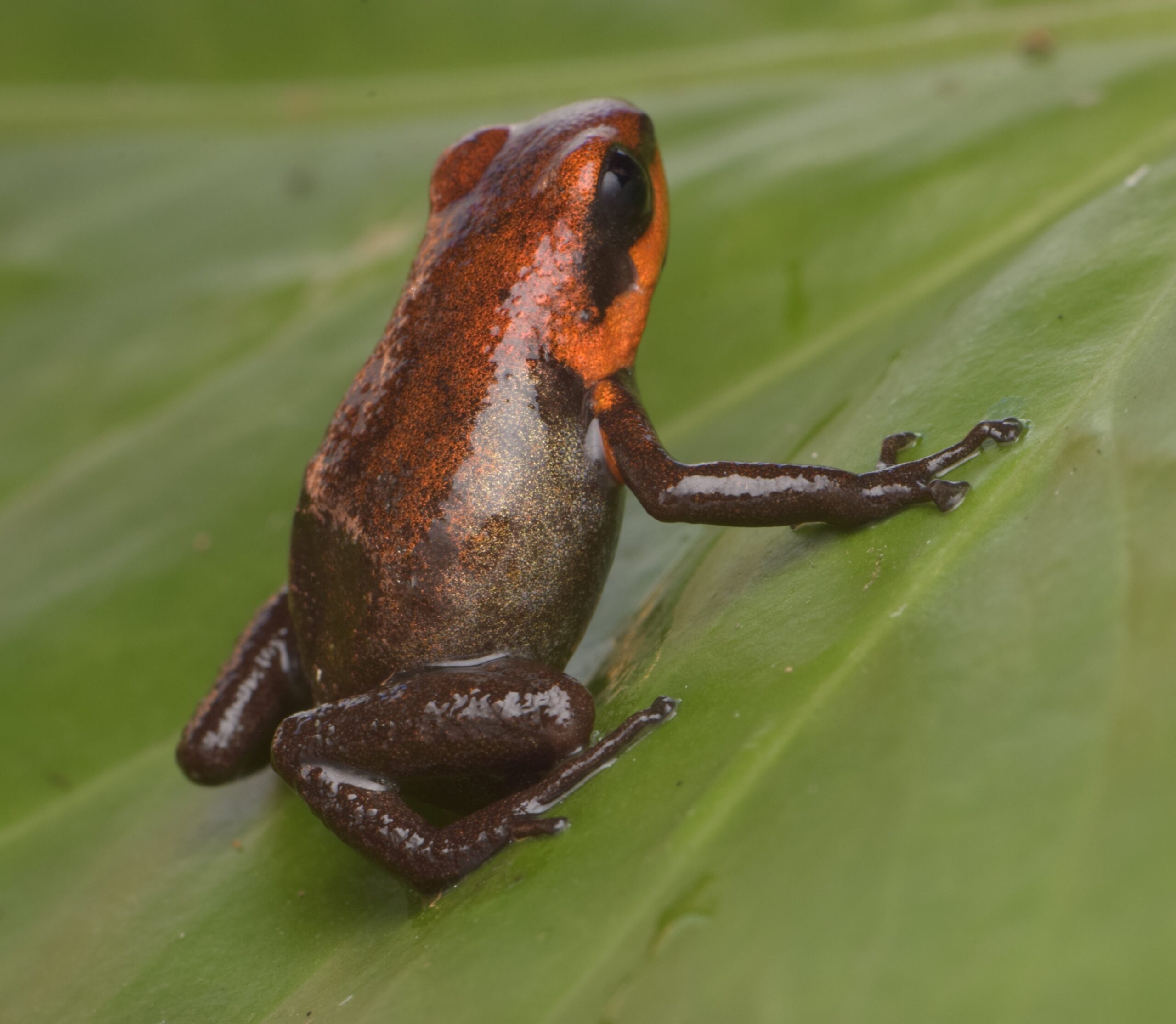 Dart Frog, A. daleswansoni (Andinobates daleswansoni) CITES 2024 CB Unsexed