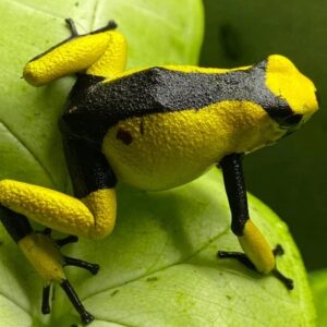 Dart Frog, O. histrionica "Yellow and Black Saddleback" (Oophaga histrionica) CITES 2024 CB