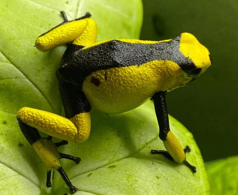 Dart Frog, O. histrionica "Yellow and Black Saddleback" (Oophaga histrionica) CITES 2024 CB