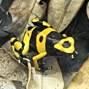 Dart Frog, D. luecomelas "Bumble Bee" (Dendrobates luecomelas) 2024 CB
