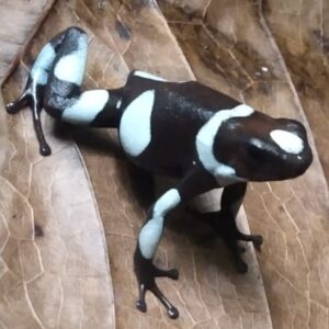 Dart Frog, O. histrionica "Sky Blue" (Oophaga histrionica) CITES 2024 CB