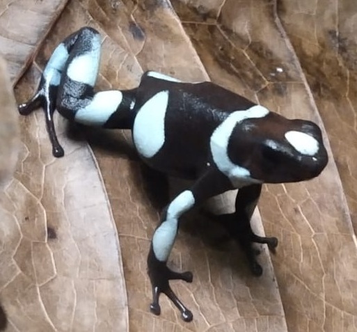 Dart Frog, O. histrionica "Sky Blue" (Oophaga histrionica) CITES 2024 CB
