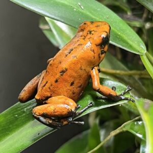 Dart Frog, O. sylvatica "Bilsa" (Oophaga sylvatica)