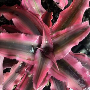 Bromeliad – Cryptanthus bivittatus “Pink Starlite”, Small
