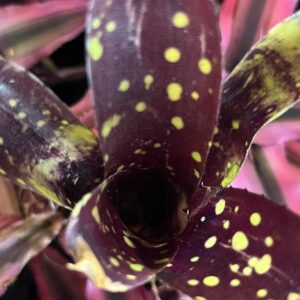 Bromeliad – Neoregelia sp. “Domino”, Small