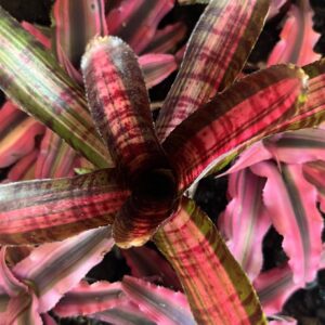 Bromeliad – Neoregelia sp. “Hot Embers”, Small