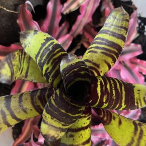 Bromeliad – Neoregelia sp. “Savoy Truffle”, Small