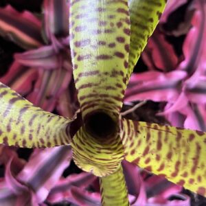 Bromeliad – Neoregelia sp. “Bob Work”, Small/ Medium