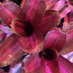 Bromeliad – Neoregelia sp. “Kilihune”, Small