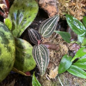 Jeweled Orchid (Ludisia discolor), Small